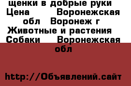 щенки в добрые руки › Цена ­ 10 - Воронежская обл., Воронеж г. Животные и растения » Собаки   . Воронежская обл.